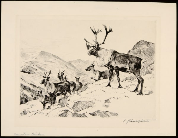 Mountain Caribou