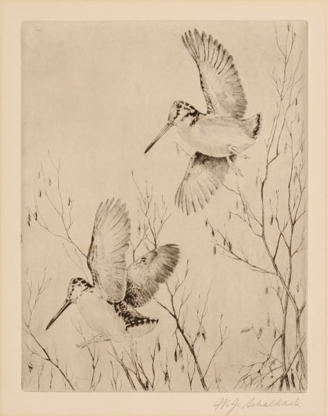 Woodcock and Alders
