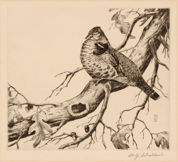 Perching Grouse