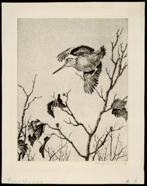 Flight Woodcock