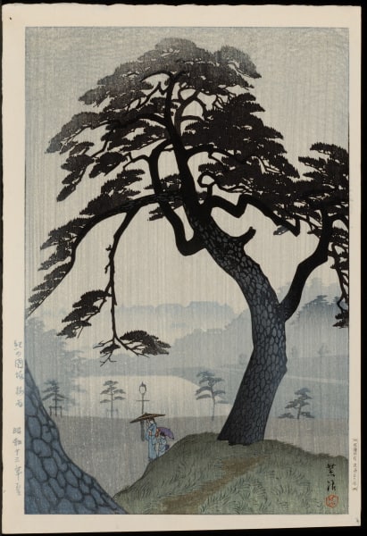 Pine Tree in Rainy Season