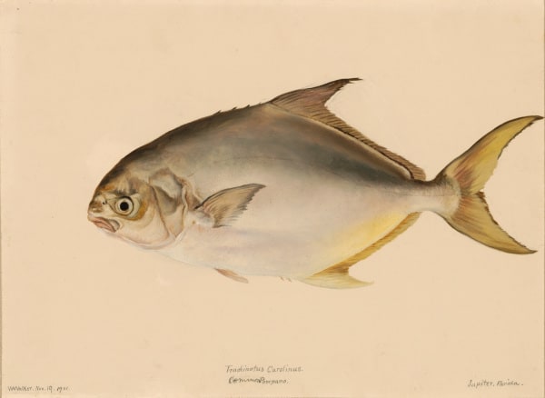Trachinotus Carolinus (Common Pompano)