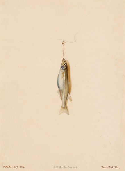 Sand Smelt or Silversides