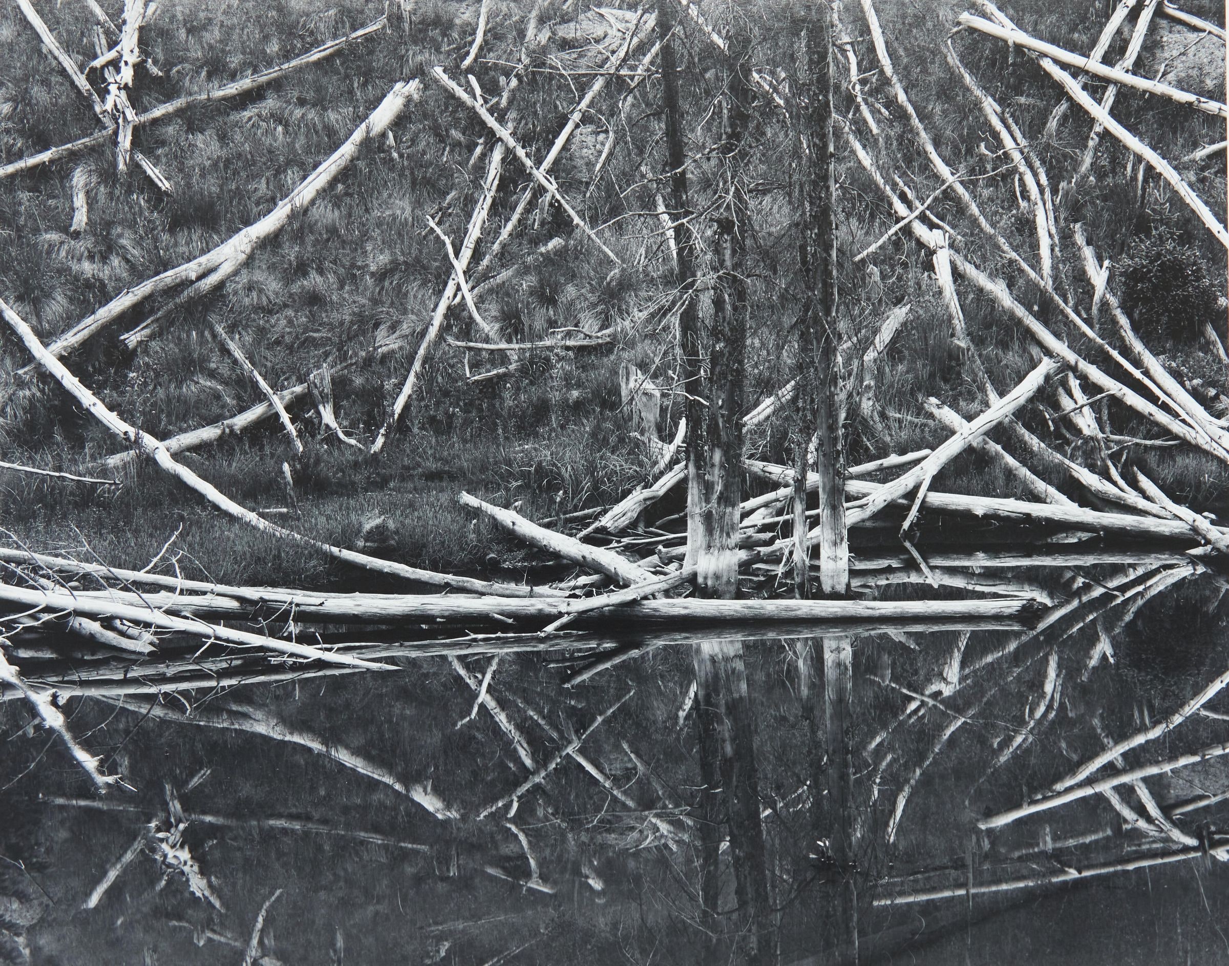 Beaver Pond, Upper Rio Grande Basin, Colorado