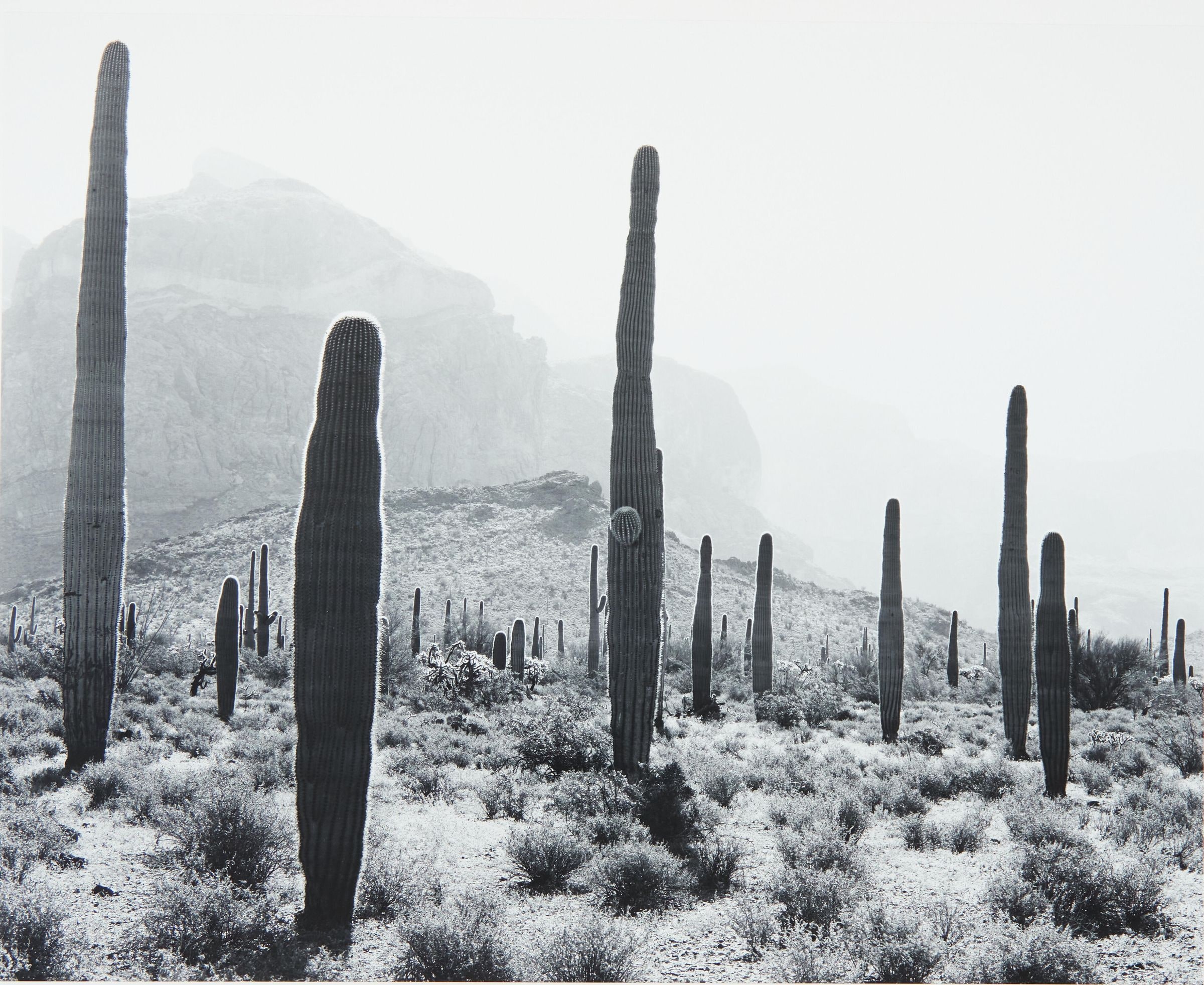 Saguaros and Ajo Mountains, Organ Pipe Cactus National Monument, Arizona