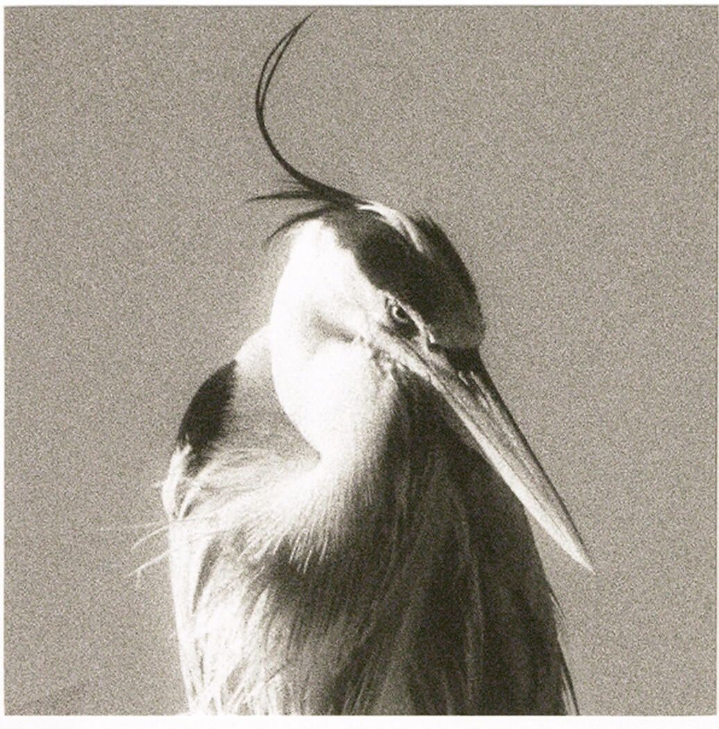 Great Blue Heron, Ardea herodias, Ballona Wetlands, Los Angeles, California