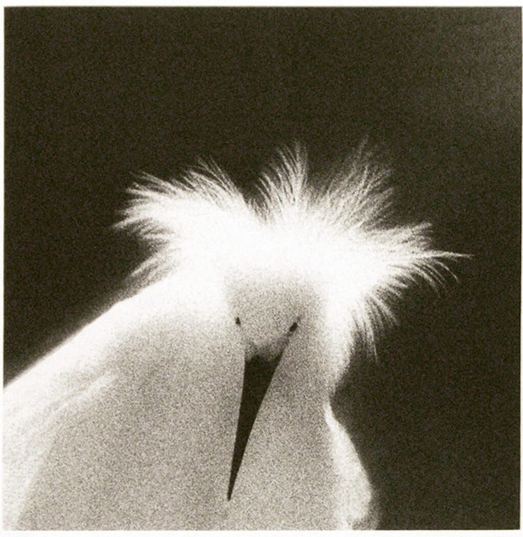 Snowy Egret, Egretta thula Lake Martin, Breaux Bridge, Louisiana