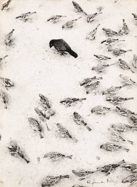 Among the Sparrows