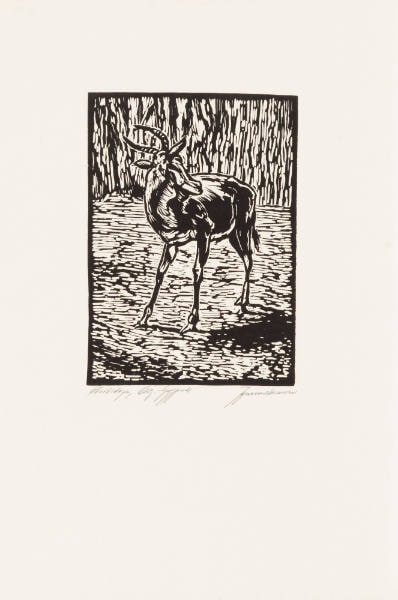 Antelope (Die Antilope)