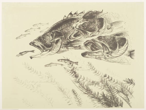 Black Bass and Minnows