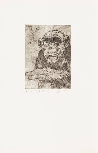 Chimpanzee (Schimpanse)