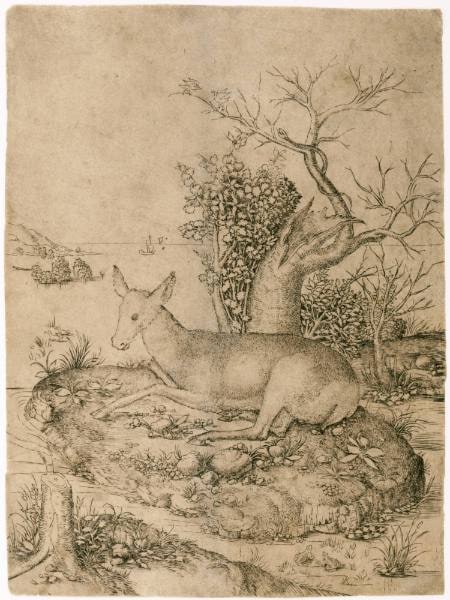 Doe Resting