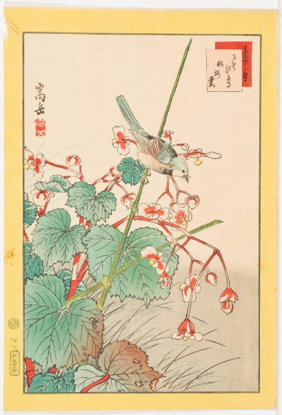 No. 27, Flycatcher and Begonia (Ruribitaki shūkaidō)