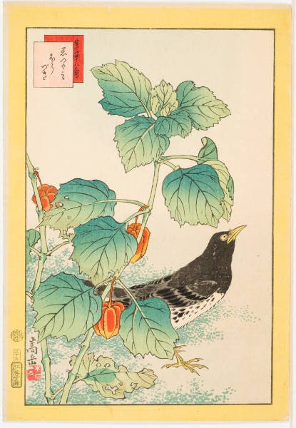 No. 33, Black Thrasher and Winter Cherry(Kurotsugumi hozuki)