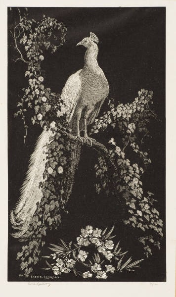 Peacock
