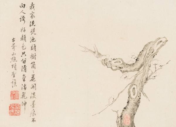 Plum Blossoms