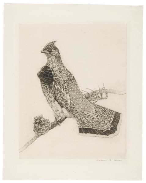 Ruffed Grouse