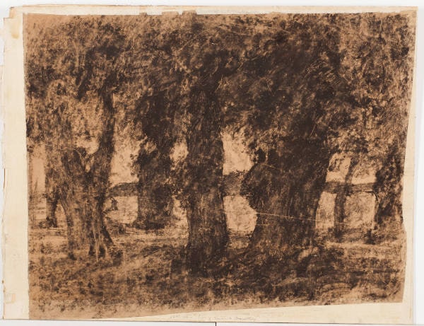 Study of Tree Trunks