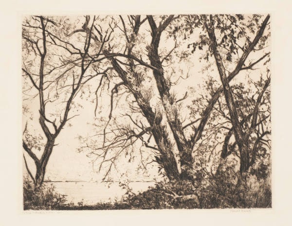 Through the Willows