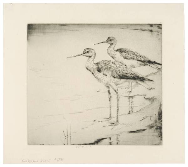 Two Yellow Legs