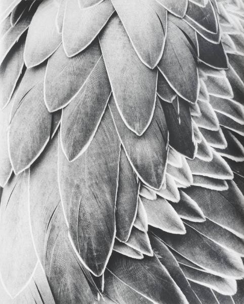 Untitled (Feathers)