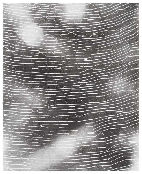 Untitled (Full Spiderweb)