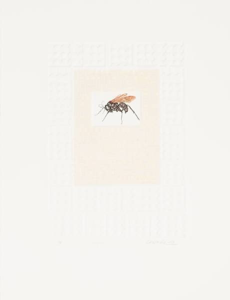 Wasp