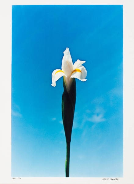 White Iris