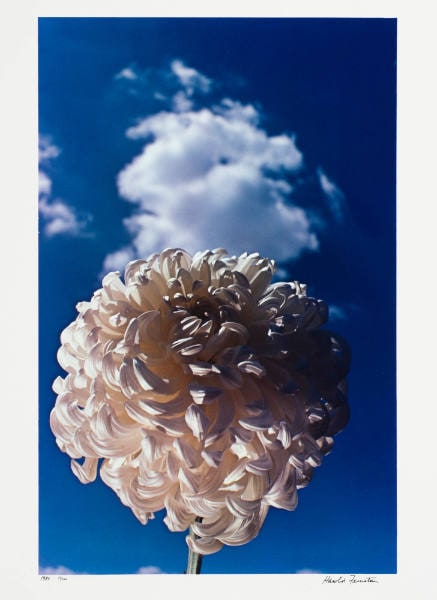 White Mum