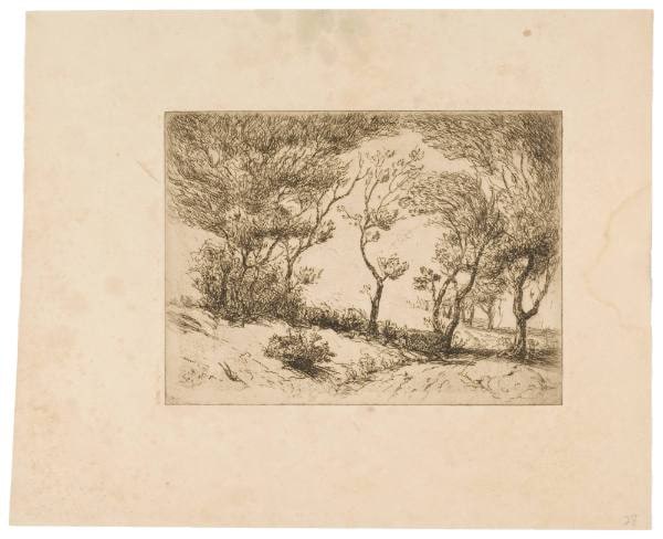 The Willows