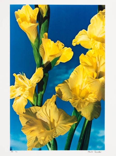 Yellow Gladiola