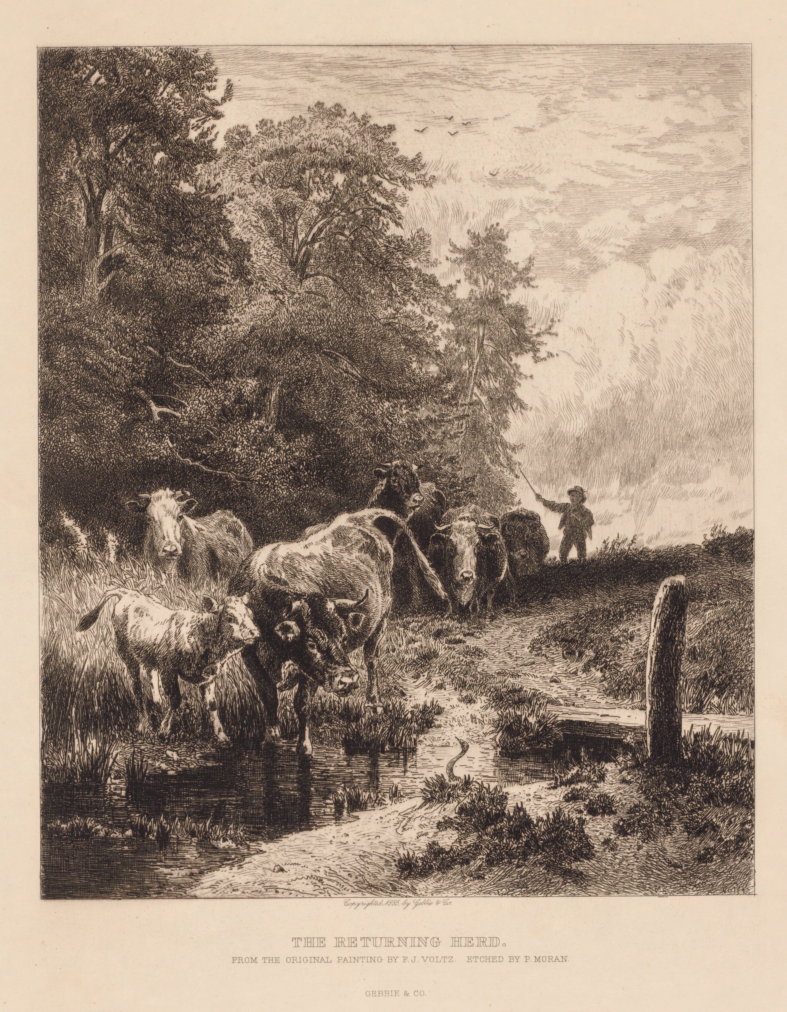 The Returning Herd