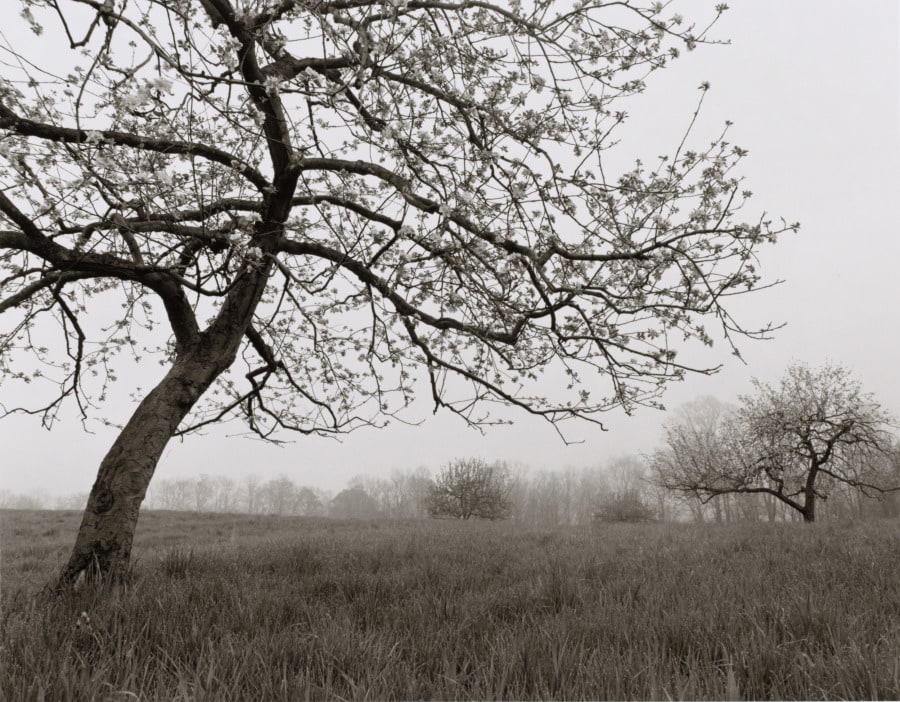Landscape, Hunting Valley, Ohio (Clara Rankin's)