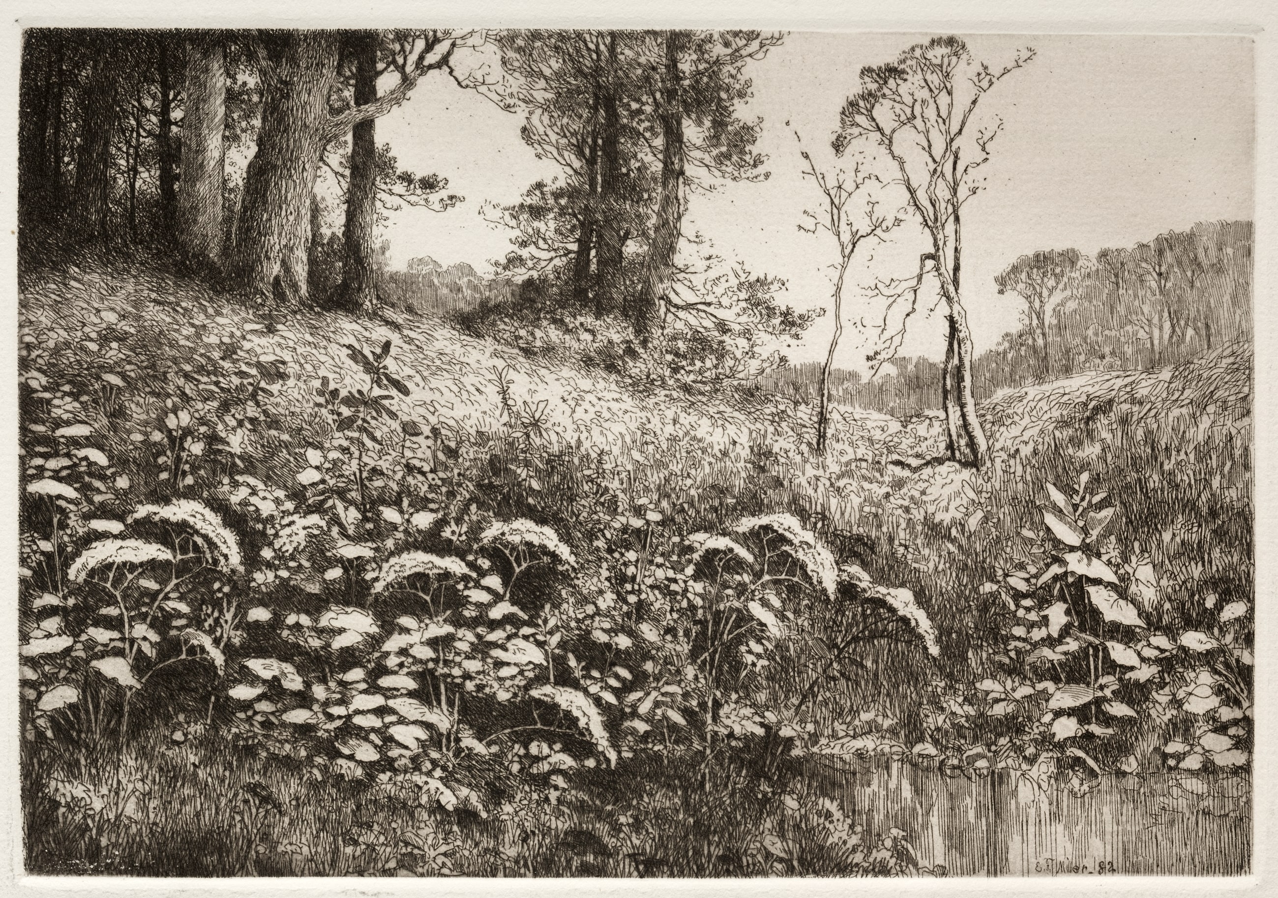 A Summer Afternoon