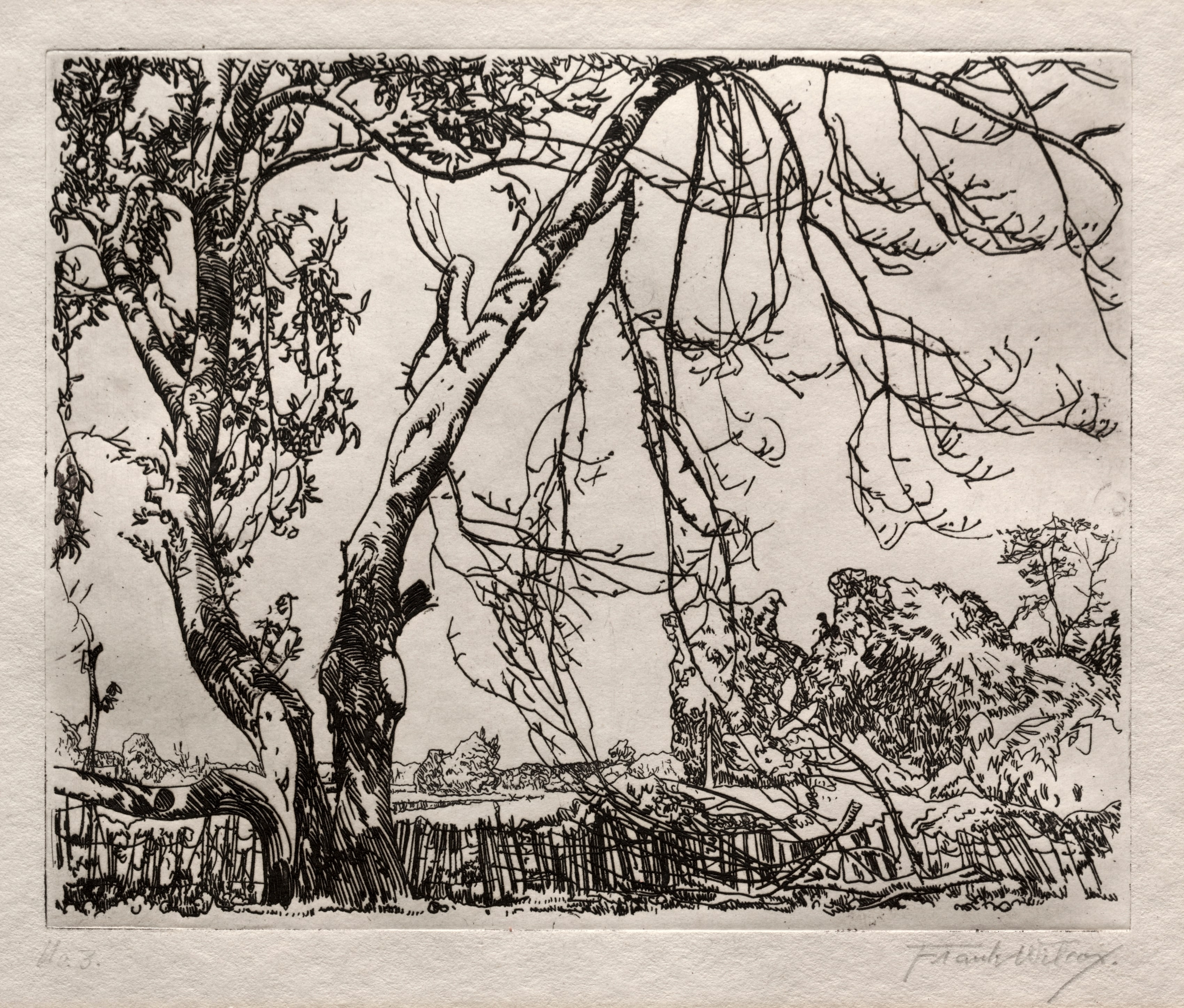 Apple Tree