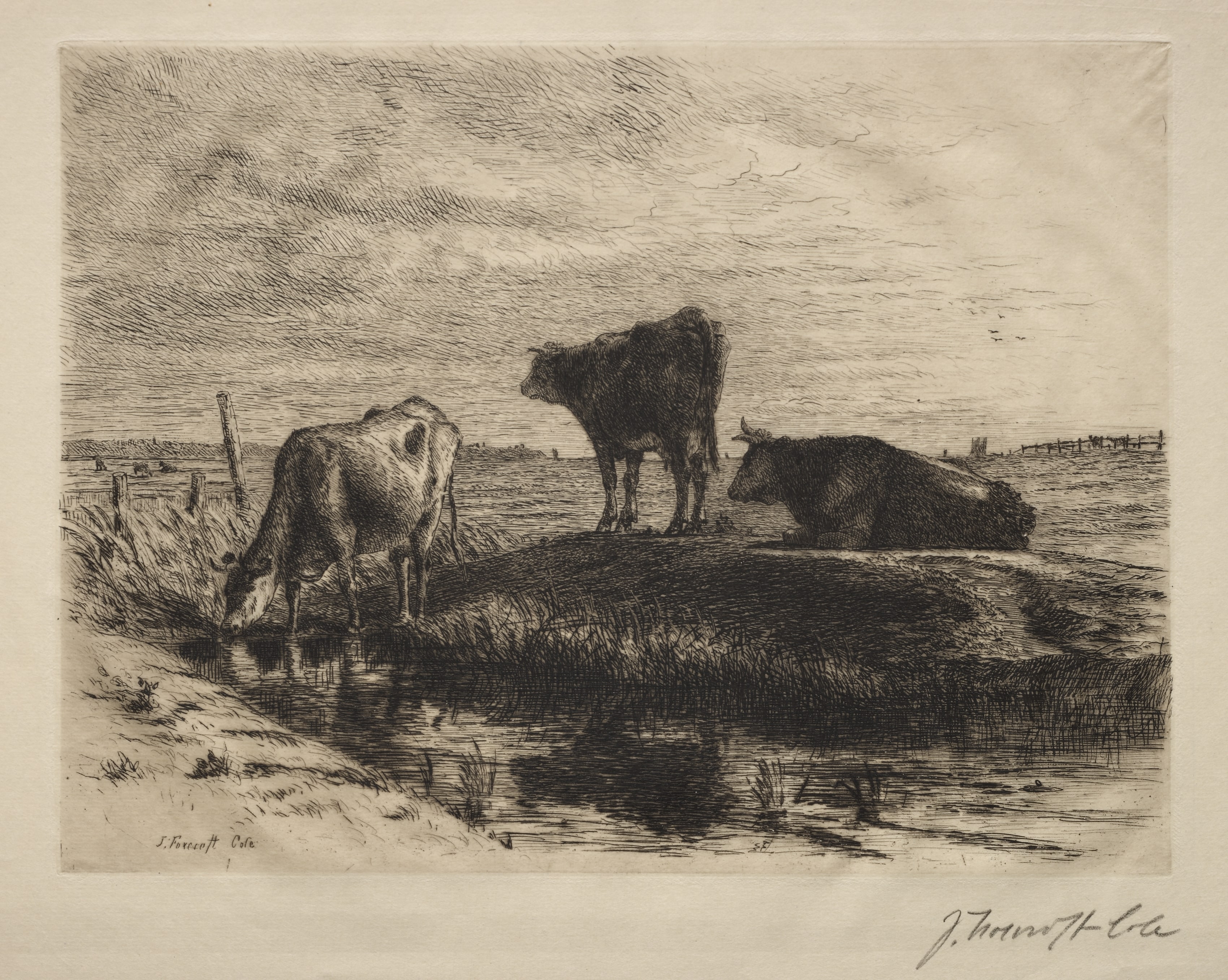 The Three Cows