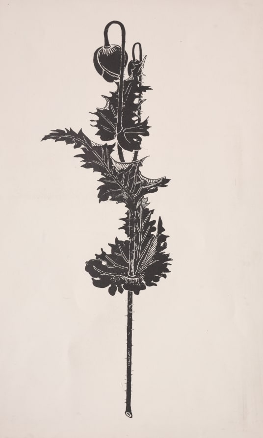 Flower Study