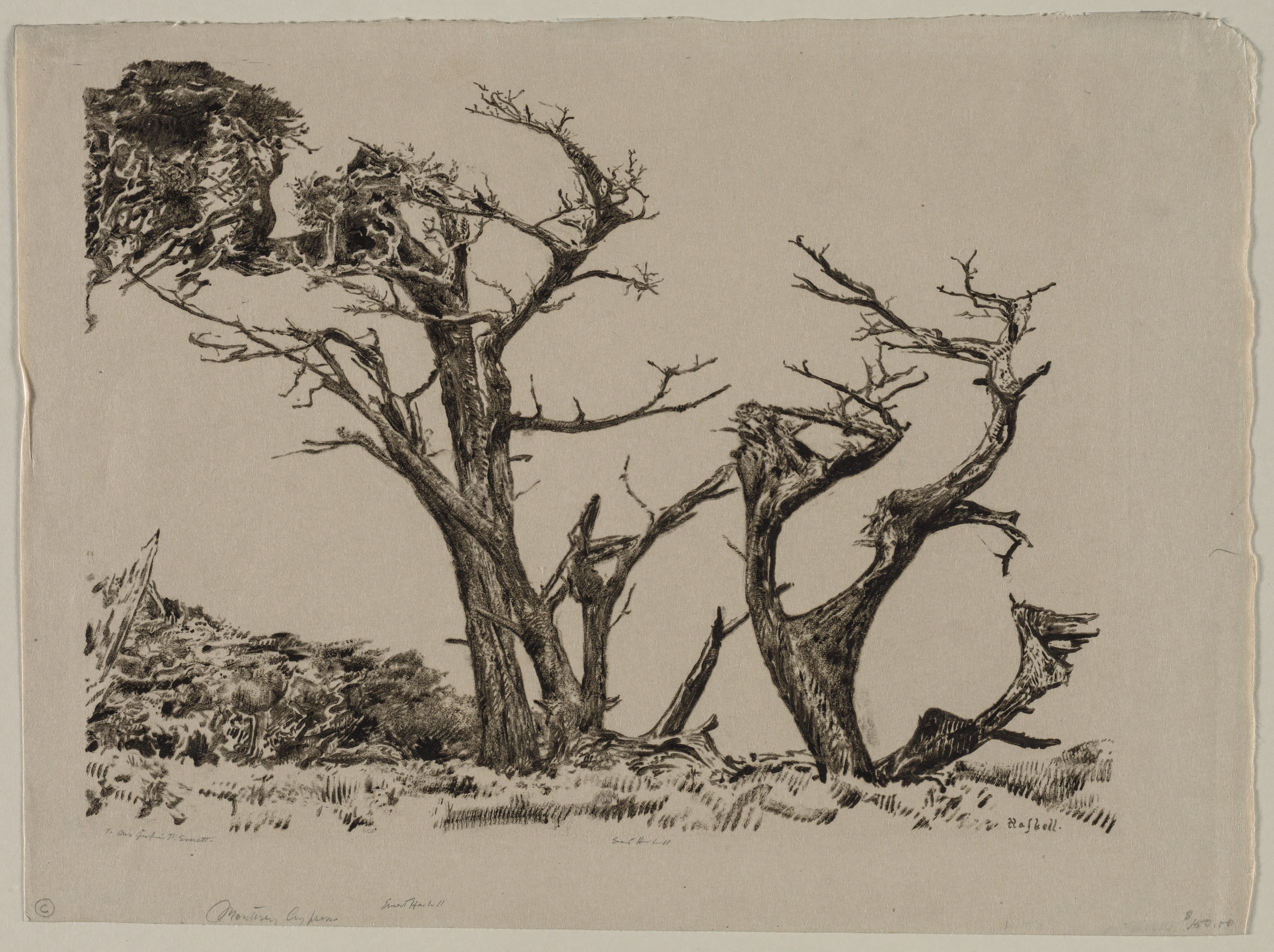 Monterey Cypress