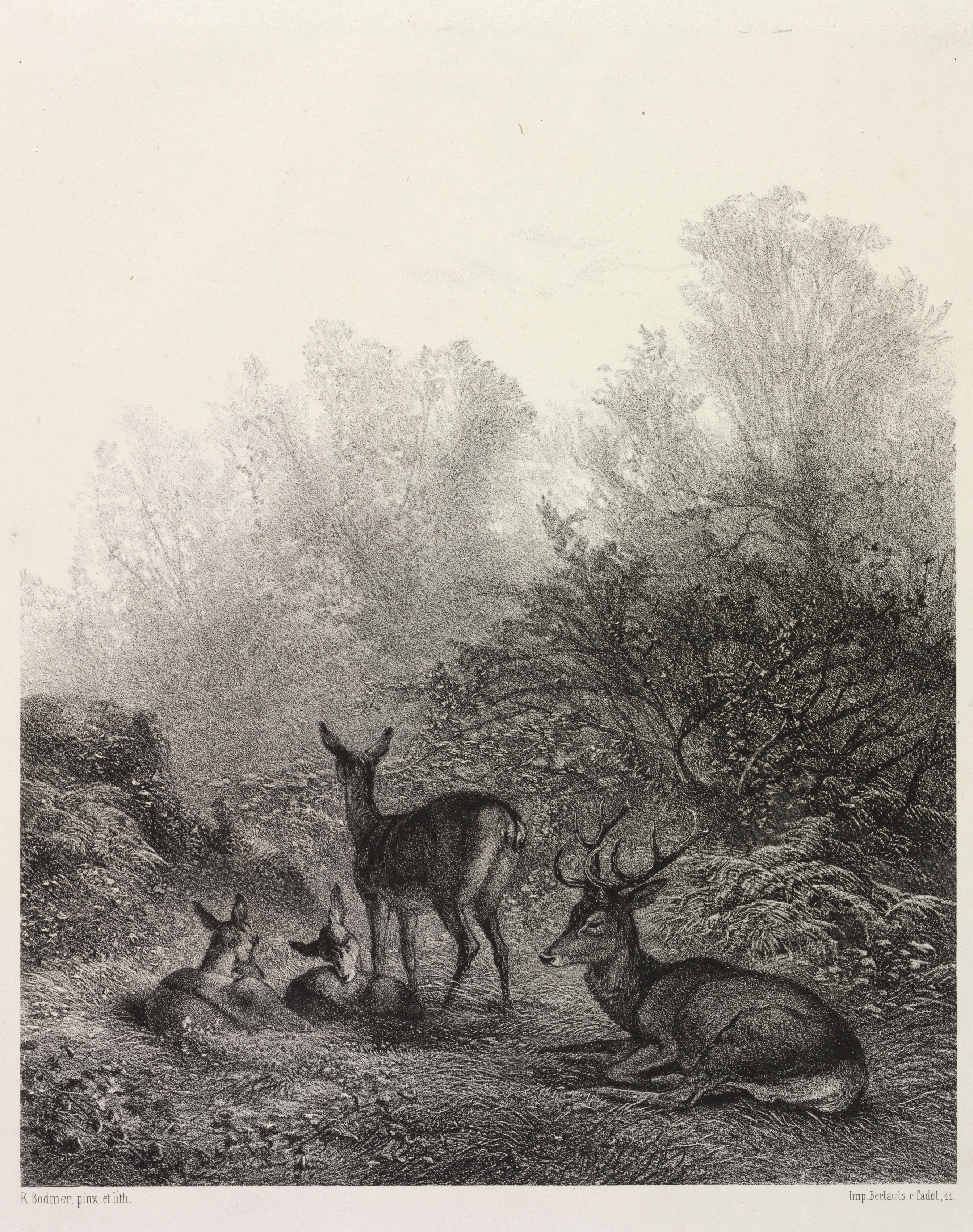 Deer at Rest