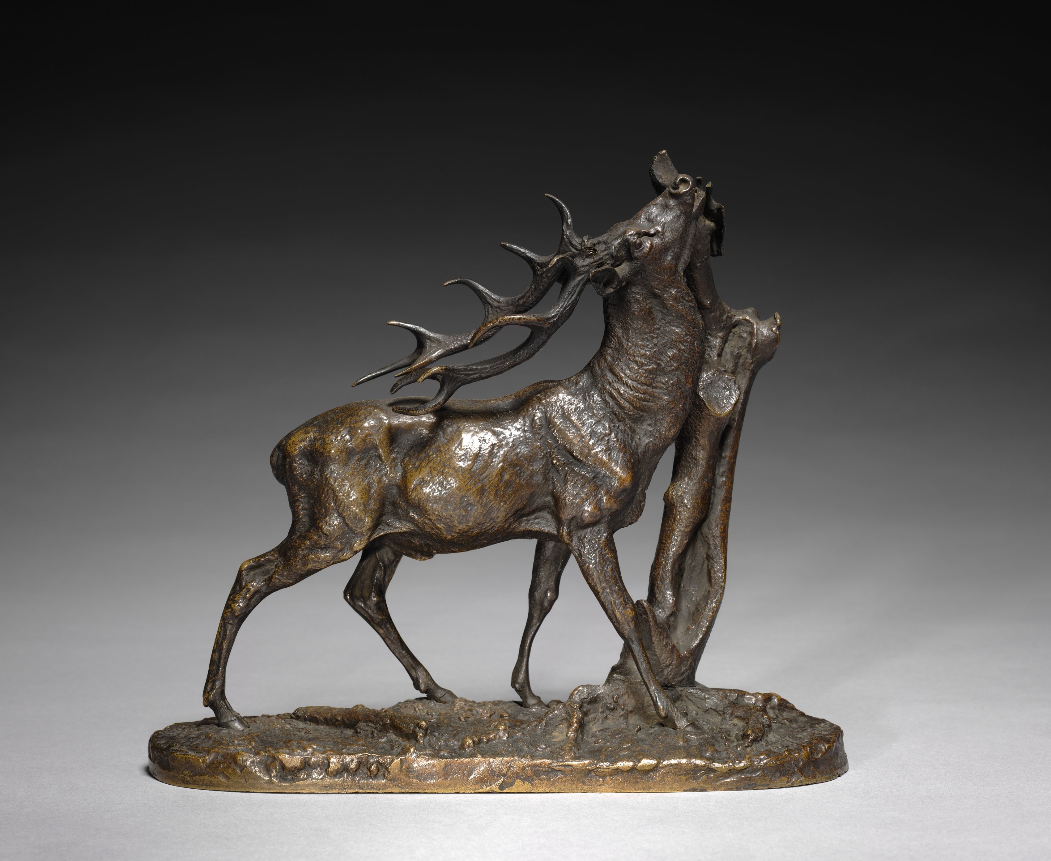 Stag