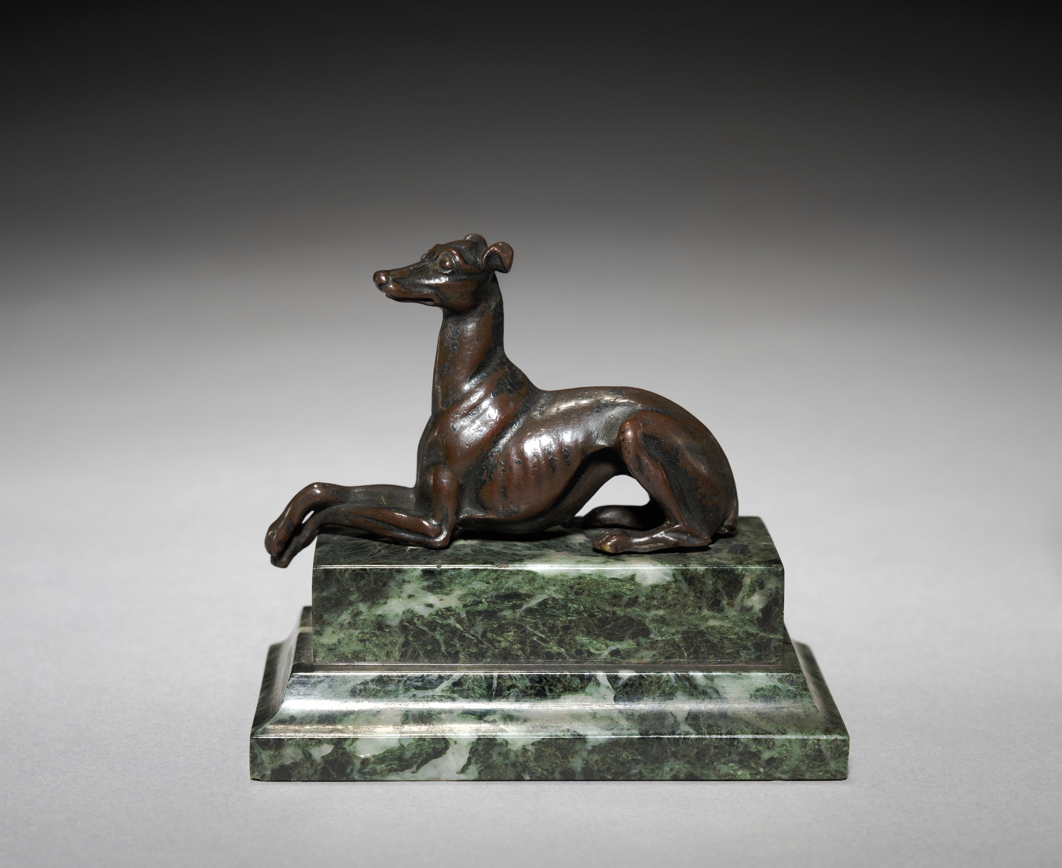 Whippet