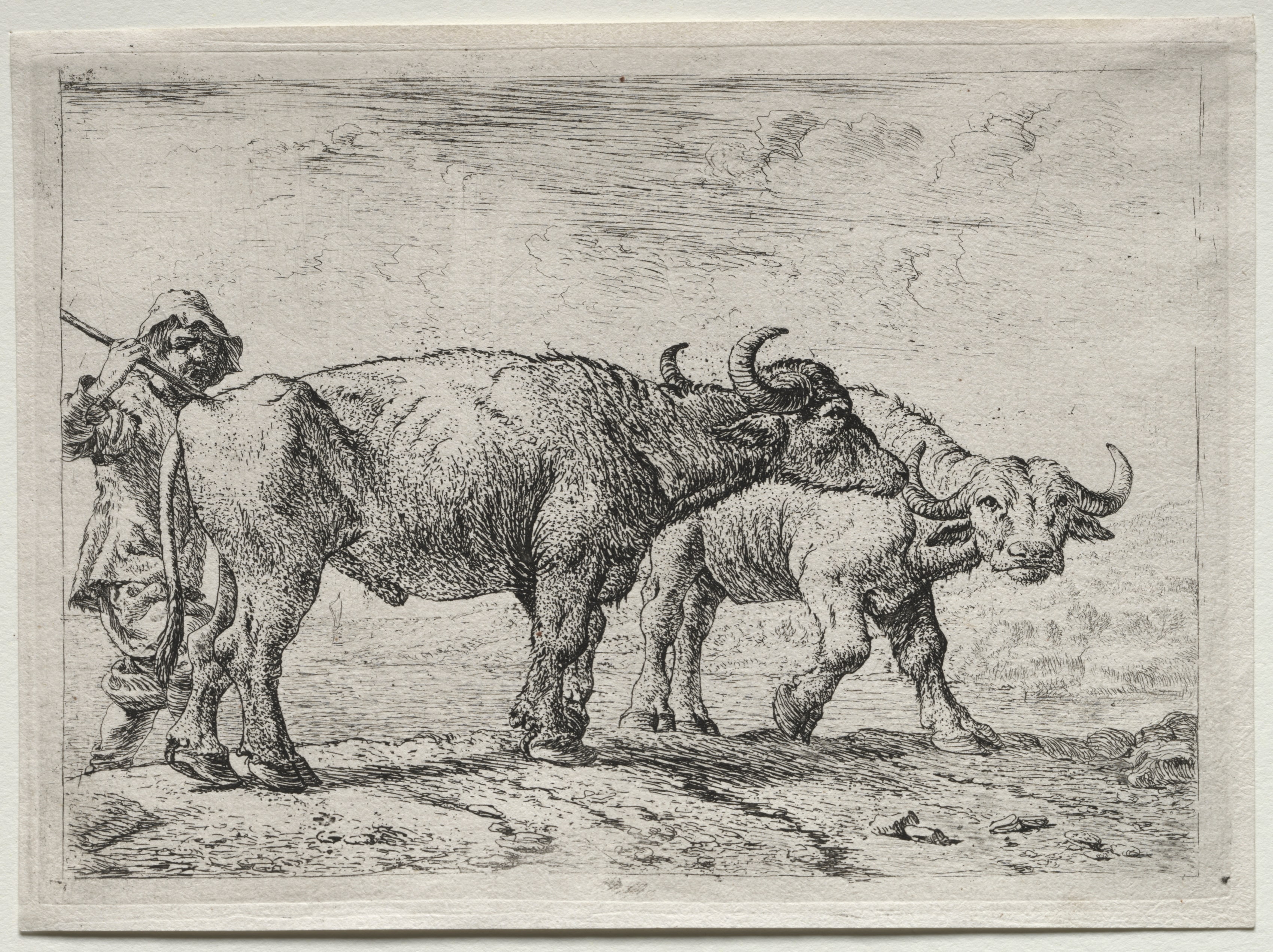 The Two Buffaloes