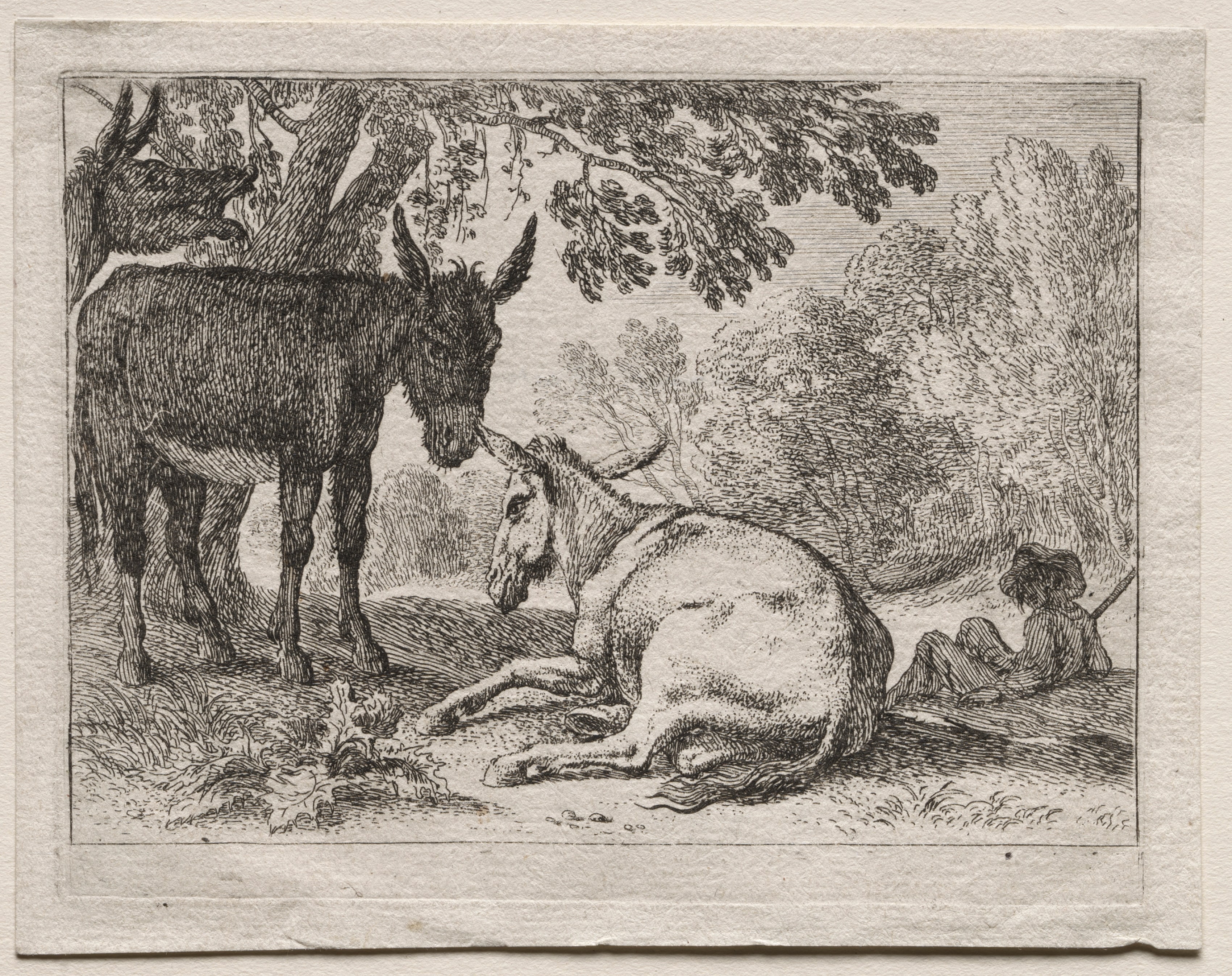 Animals in Landscapes: Donkeys