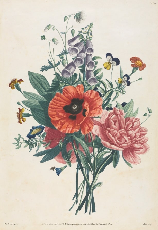 Collection of Flowers and Fruits Painted after Nature:  Bouquet of Foxglove, Clematis, Pansy, Peony, Poppy, and Yellow Day Lily