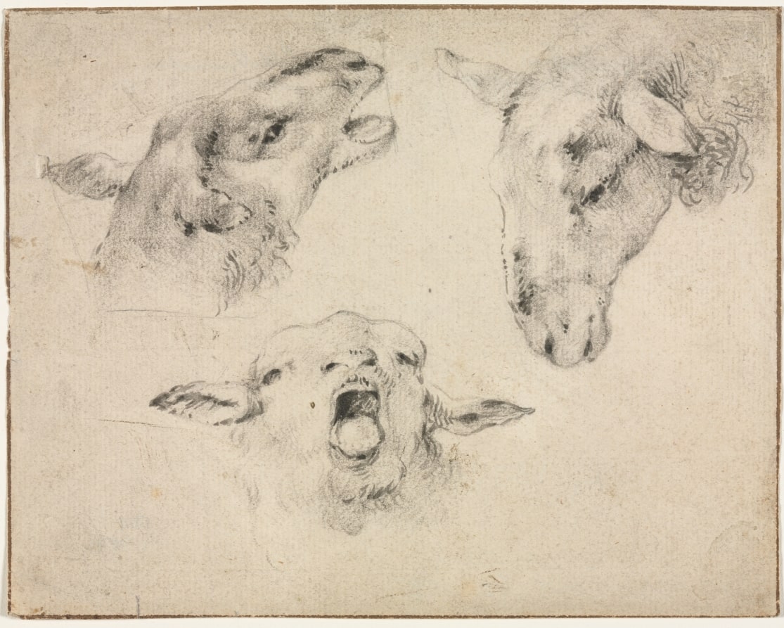 Sheep Heads
