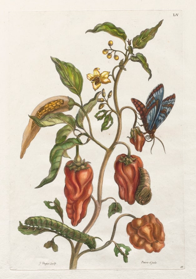 Histoire générale des insects de Suriname et de toute l'Europe:  Vol I, No. 55 - Poivre d'inde