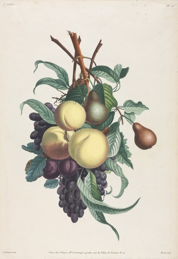 Collection des fleurs et des fruits:  Branches de rousselet, pêche, prune et raisin