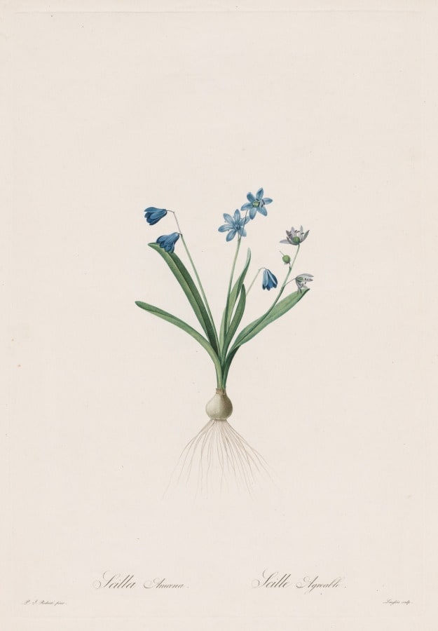 Les Liliacées:  Scilla amaena