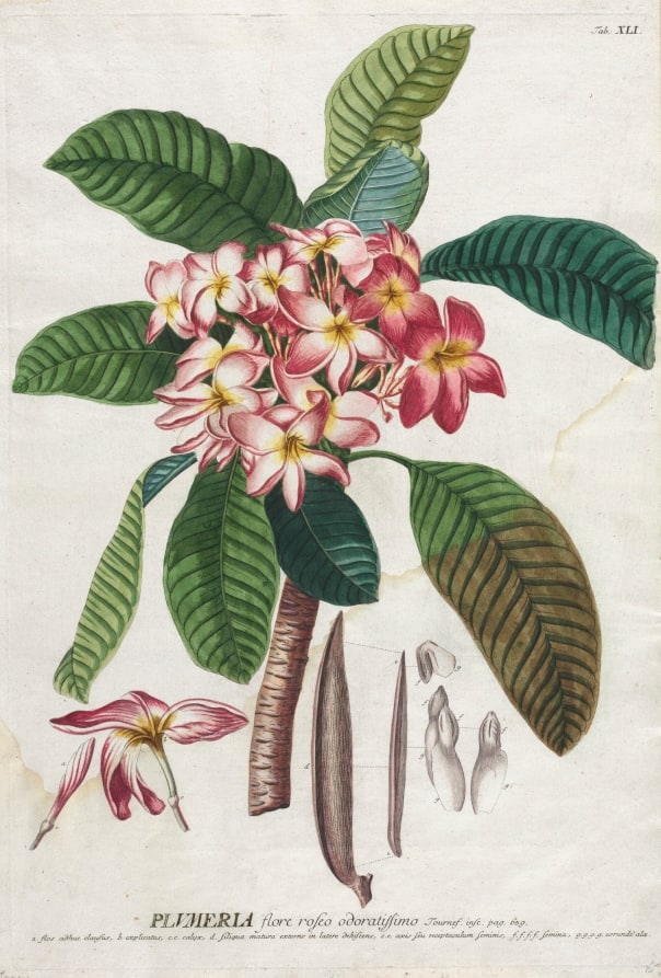 Plantae Selectae:  No. 41