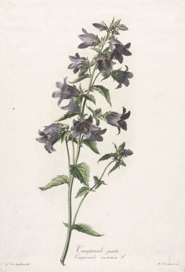 Fleurs dessinées d'après nature:  Campanule gantelée